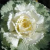 1 Pot Ornamental Cabbages (White) Plant Live for Planting 3-6"Tall Hardy UK Autumn & Winter Decorative Shrubs For The Garden (No Ship CA)