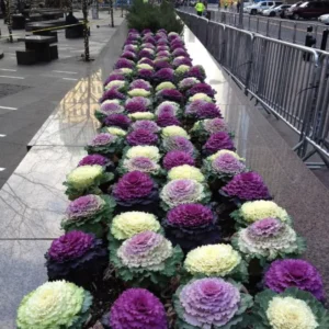 1 Pot Ornamental Cabbages (White) Plant Live for Planting 3-6