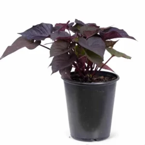 1 Pot Sweet Potato Vine Tri-Color (Purple) Plant Live for Planting 4