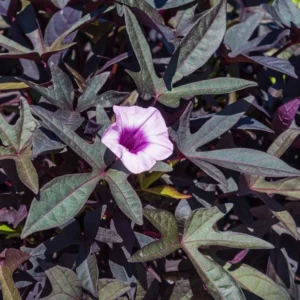 1 Pot Sweet Potato Vine Tri-Color (Purple) Plant Live for Planting 4"Tall 4"Pot Ornamental Trailing Plant for Containers Garden (No Ship CA)