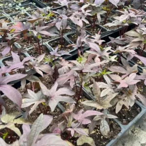 1 Pot Sweet Potato Vine Tri-Color (Purple) Plant Live for Planting 4