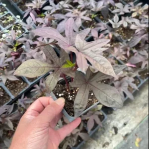 1 Pot Sweet Potato Vine Tri-Color (Purple) Plant Live for Planting 4