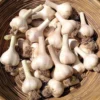 1 Pound German Garlic Bulbs for Planting and Gardening, Hardneck Garlic Tubers, Heirloom White Garlic Bulbs