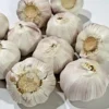 1 Pound Music Garlic Bulbs for Planting and Gardening, Hardneck Garlic Tubers, White Garlic