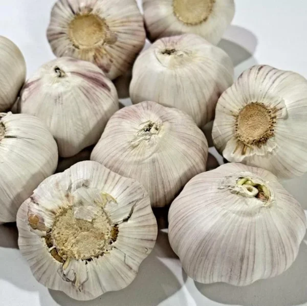 1 Pound Music Garlic Bulbs for Planting and Gardening, Hardneck Garlic Tubers, White Garlic