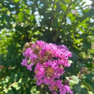 1 Quart Pot Mixed Crape Myrtle 18'-24' Height - Colorful Flowering Trees