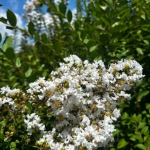 1 Quart Pot Mixed Crape Myrtle 18'-24' Height - Colorful Flowering Trees