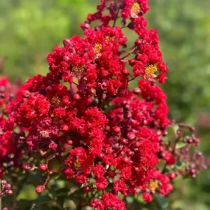 1 Quart Pot Mixed Crape Myrtle 18'-24' Height - Colorful Flowering Trees