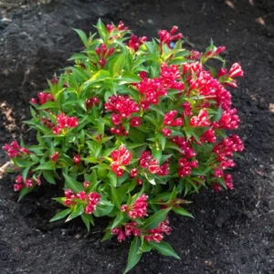 1 Red Weigelia Florida Shrub 4 Inch Pot - 6-12 Inch Height - Vibrant Red Blooms - Deer-Resistant