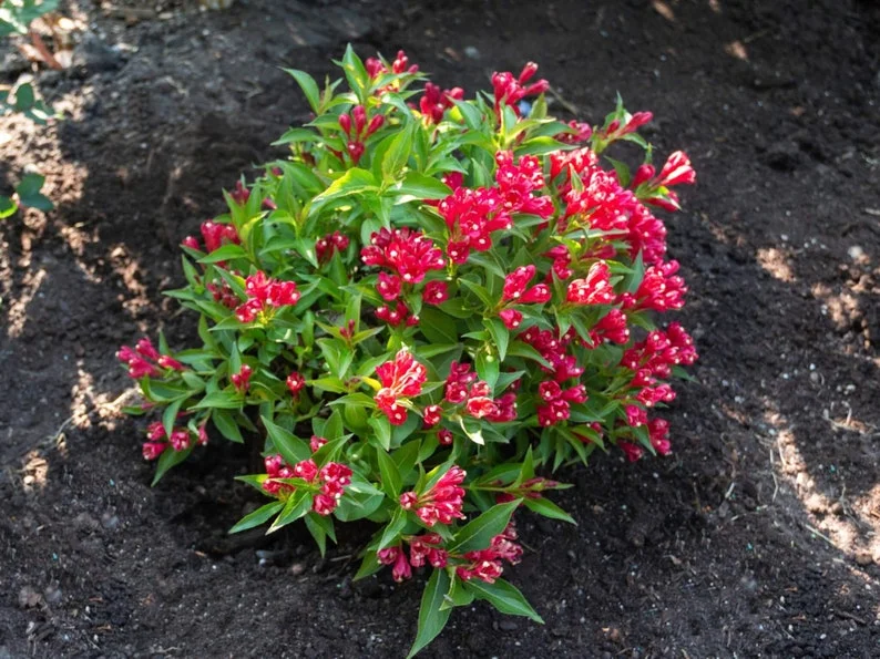 1 Red Weigelia Florida Shrub 4 Inch Pot - 6-12 Inch Height - Vibrant Red Blooms - Deer-Resistant