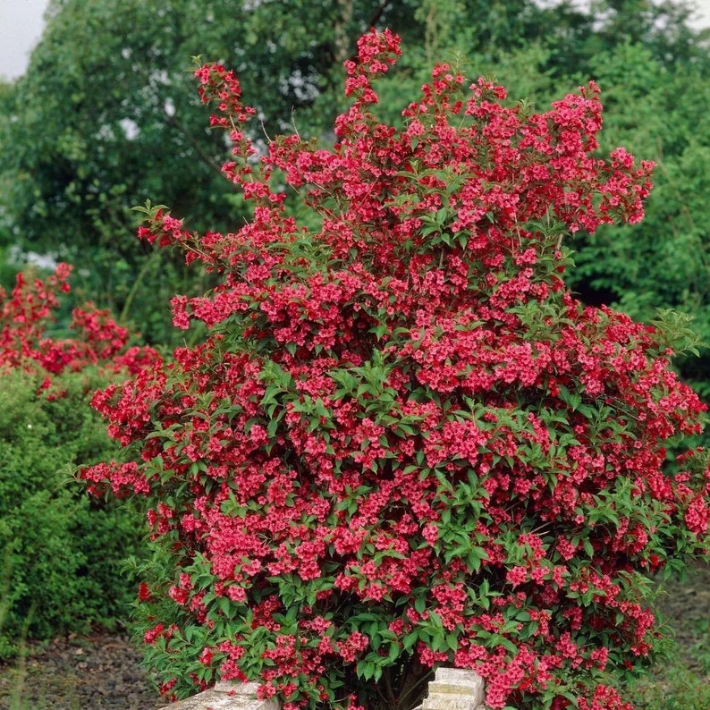 1 Red Weigelia Florida Shrub 4 Inch Pot - 6-12 Inch Height - Vibrant Red Blooms - Deer-Resistant