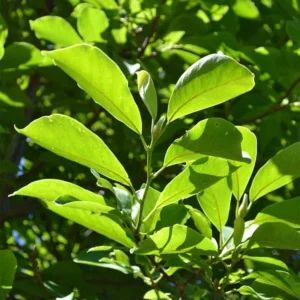 1 Saucer Magnolia Tree 2.5 in 6-12 in Heigh - Flowering Tree - Pink and White Blooms