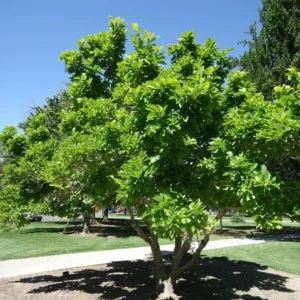 1 Saucer Magnolia Tree 2.5 in 6-12 in Heigh - Flowering Tree - Pink and White Blooms