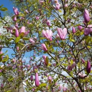1 Saucer Magnolia Tree 2.5 in 6-12 in Heigh - Flowering Tree - Pink and White Blooms