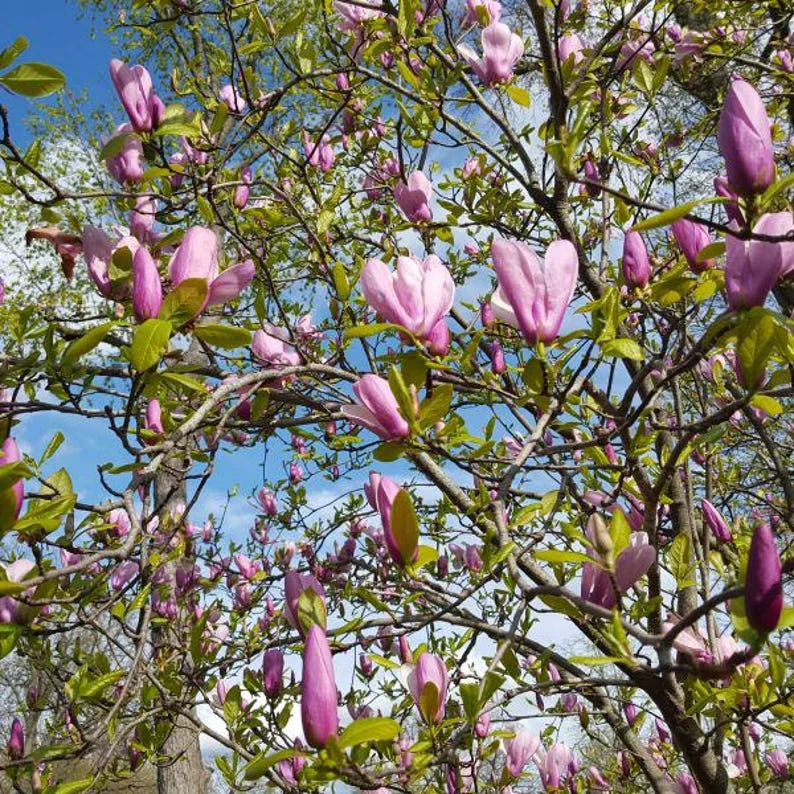 1 Saucer Magnolia Tree 2.5 in 6-12 in Heigh - Flowering Tree - Pink and White Blooms
