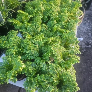 1 Selaginella Frosty Fern in 2 Inch Pot - Easy-Care Indoor Fern