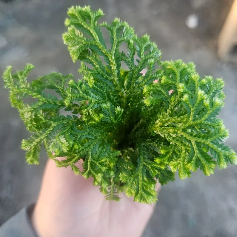 1 Selaginella Frosty Fern in 2 Inch Pot - Easy-Care Indoor Fern