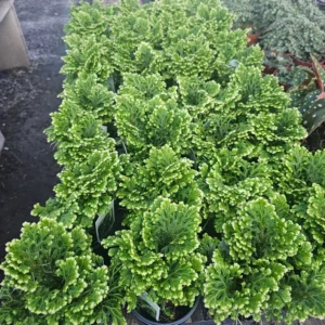 1 Selaginella Frosty Fern in 2 Inch Pot - Easy-Care Indoor Fern