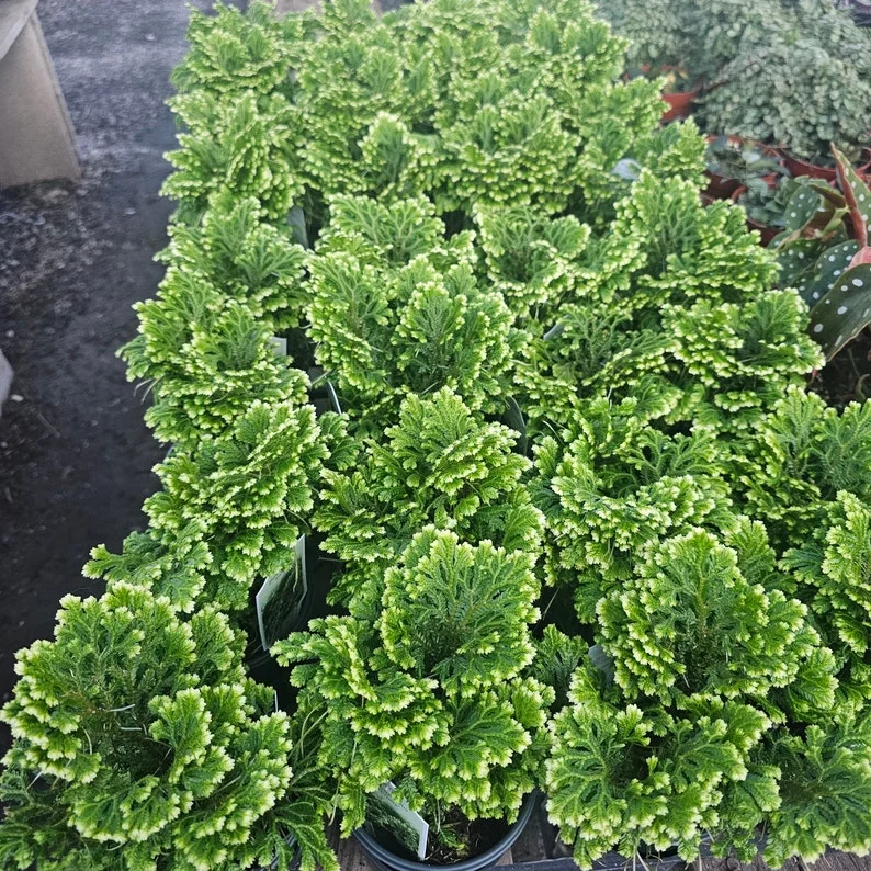 1 Selaginella Frosty Fern in 2 Inch Pot - Easy-Care Indoor Fern