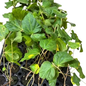 1 Sherbet Berry Plant Grewia asiatica Starter Plant Edible Fruit