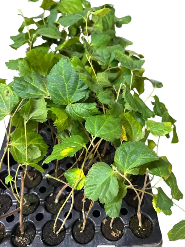 1 Sherbet Berry Plant Grewia asiatica Starter Plant Edible Fruit