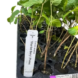 1 Sherbet Berry Plant Grewia asiatica Starter Plant Edible Fruit