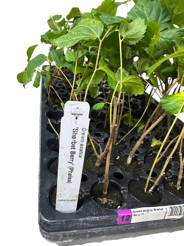 1 Sherbet Berry Plant Grewia asiatica Starter Plant Edible Fruit