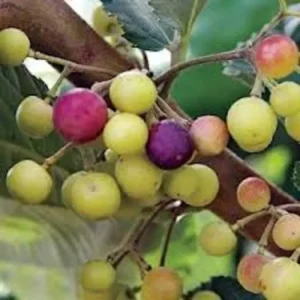 1 Sherbet Berry Plant Grewia asiatica Starter Plant Edible Fruit