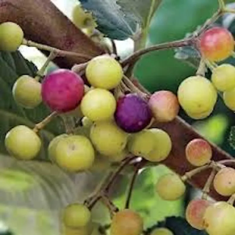 1 Sherbet Berry Plant Grewia asiatica Starter Plant Edible Fruit