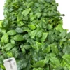 1 Snowbank Blackberry Plant Rubus White Edible Fruit Starter Plant 24-36in