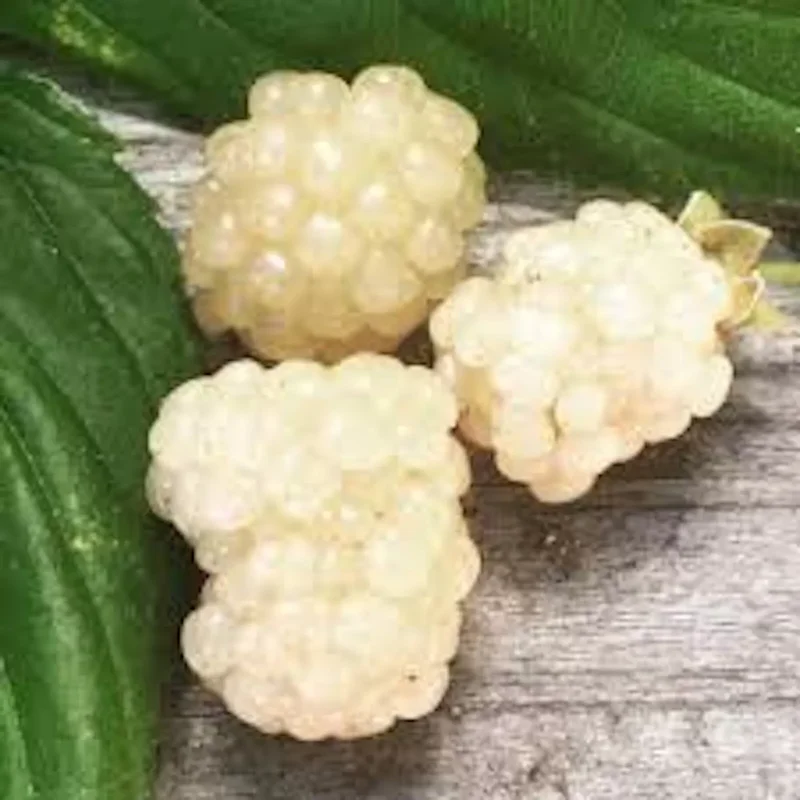 1 Snowbank Blackberry Plant Rubus White Edible Fruit Starter Plant 24-36in