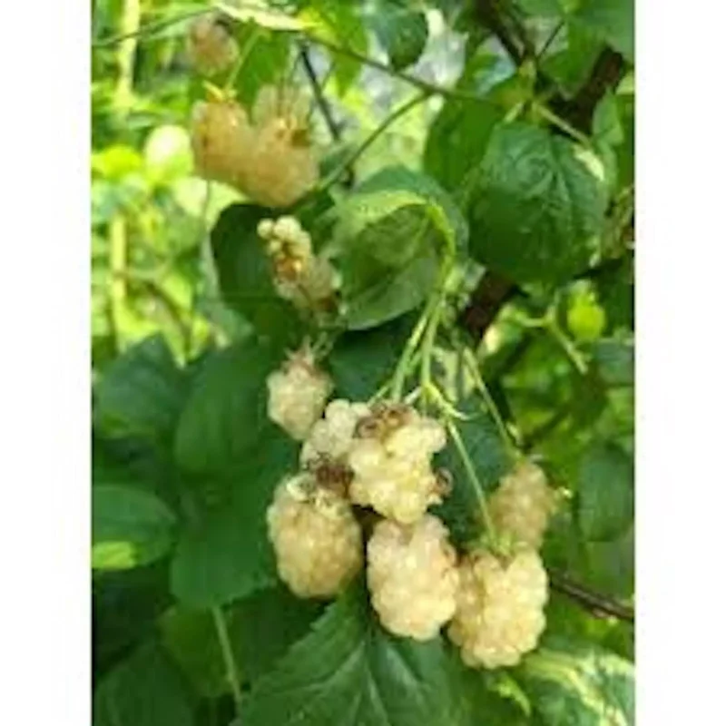 1 Snowbank Blackberry Plant Rubus White Edible Fruit Starter Plant 24-36in