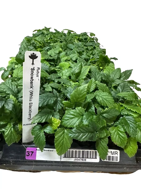 1 Snowbank Blackberry Plant Rubus White Edible Fruit Starter Plant 24-36in