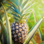 1 Sugarloaf Pineapple Plant Kona Sugarloaf Edible Starter Plant 24-36in