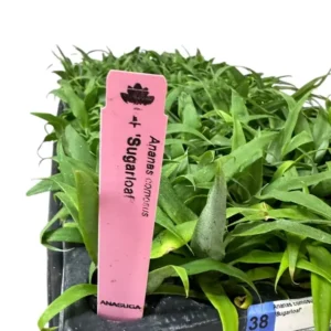 1 Sugarloaf Pineapple Plant Kona Sugarloaf Edible Starter Plant 24-36in