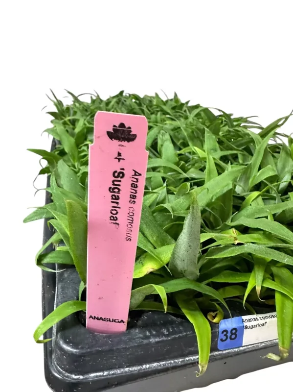1 Sugarloaf Pineapple Plant Kona Sugarloaf Edible Starter Plant 24-36in