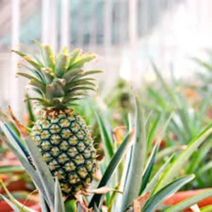 1 Sugarloaf Pineapple Plant Kona Sugarloaf Edible Starter Plant 24-36in