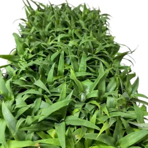 1 Sugarloaf Pineapple Plant Kona Sugarloaf Edible Starter Plant 24-36in