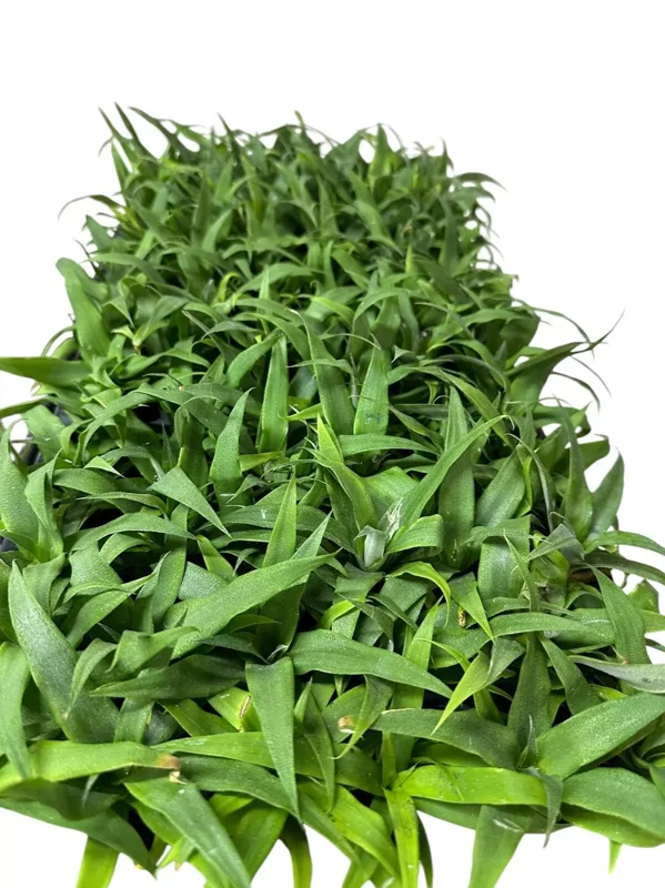 1 Sugarloaf Pineapple Plant Kona Sugarloaf Edible Starter Plant 24-36in
