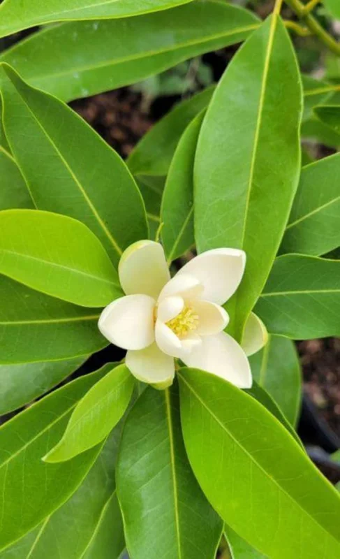 1 Sweetbay Magnolia Tree Live Plant for Planting 6-12 Inch Height - Fragrant Magnolia for Wet Sites