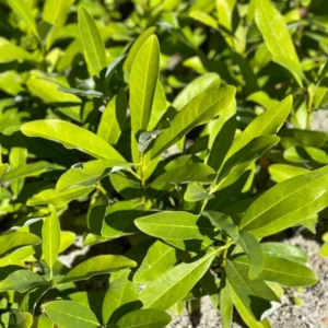 1 Sweetbay Magnolia Tree Live Plant for Planting 6-12 Inch Height - Fragrant Magnolia for Wet Sites