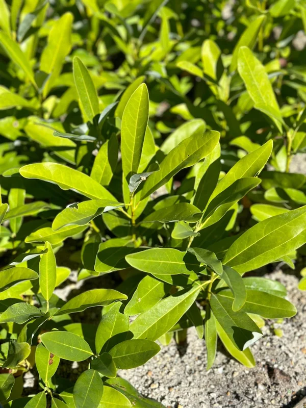 1 Sweetbay Magnolia Tree Live Plant for Planting 6-12 Inch Height - Fragrant Magnolia for Wet Sites