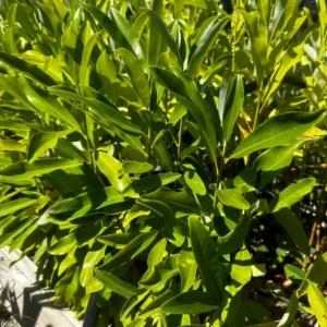 1 Sweetbay Magnolia Tree Live Plant for Planting 6-12 Inch Height - Fragrant Magnolia for Wet Sites