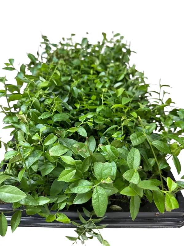 1 Top Hat Dwarf Blueberry Starter Plant Vaccinium angustifolium Fruit Bush