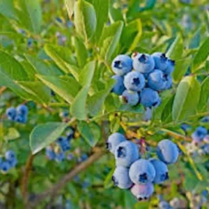 1 Top Hat Dwarf Blueberry Starter Plant Vaccinium angustifolium Fruit Bush