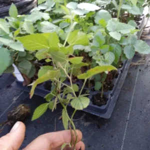 1 Triple Crown Blackberry Plant Thornless Edible Fruit Bush Bare Root