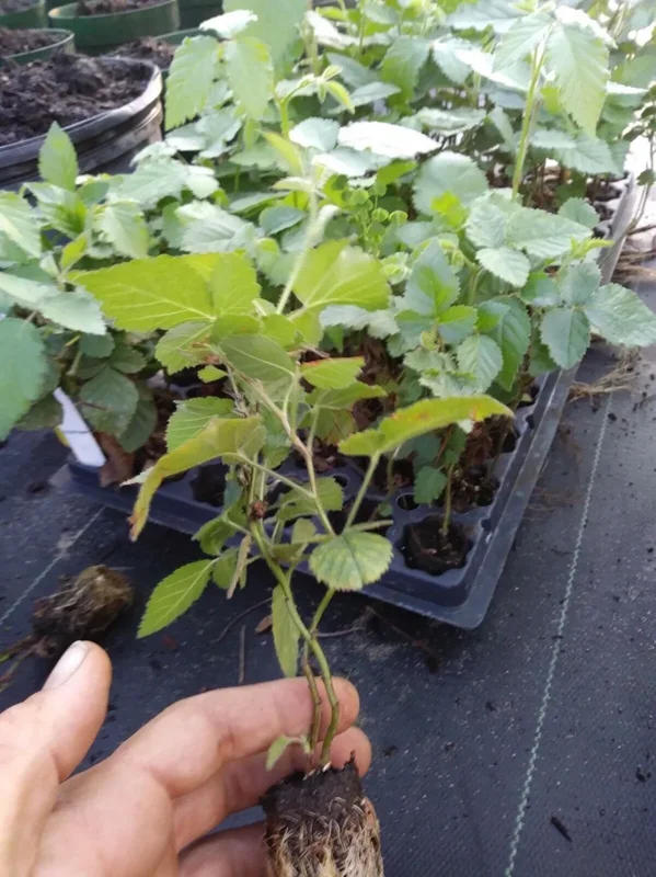 1 Triple Crown Blackberry Plant Thornless Edible Fruit Bush Bare Root