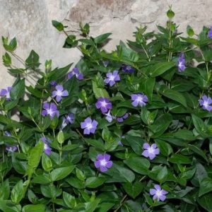1 Vinca Vine 3.5 in Pot - Periwinkle Ground Cover - Shade-Loving Vine