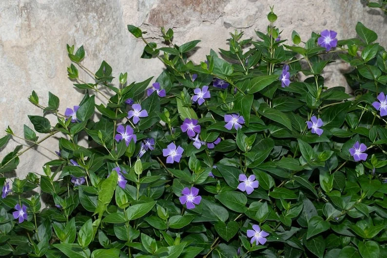 1 Vinca Vine 3.5 in Pot - Periwinkle Ground Cover - Shade-Loving Vine
