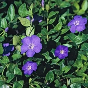 1 Vinca Vine 3.5 in Pot - Periwinkle Ground Cover - Shade-Loving Vine